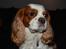 Cavalier king charles spaniel Cocio 2006-2016