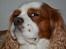 Cavalier king charles spaniel Cocio 2006-2016