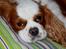 Cavalier king charles spaniel Cocio 2006-2016