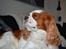 Cavalier king charles spaniel Cocio 2006-2016