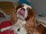 Cavalier king charles spaniel Cocio 2006-2016