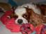 Cavalier king charles spaniel Cocio 2006-2016