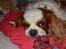 Cavalier king charles spaniel Cocio 2006-2016