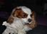 Cavalier king charles spaniel Cocio 2006-2016