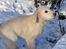 Golden retriever Kenzo - Jeg har sne på næsen!! 
uhh det koldt :)