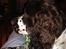 Engelsk springer spaniel "Enzo" sieger's Nothing But Trouble - Enzo hygger på sofaen.