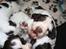 Engelsk springer spaniel "Enzo" sieger's Nothing But Trouble - her er Enzo 3 uger gammel