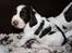 Engelsk springer spaniel "Enzo" sieger's Nothing But Trouble - 3 uger gammel