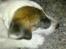Parson russell terrier shaqy