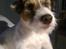 Parson russell terrier shaqy