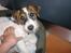 Parson russell terrier shaqy
