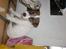 Parson russell terrier shaqy