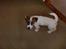 Parson russell terrier shaqy