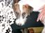 Parson russell terrier shaqy