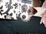 Parson russell terrier shaqy