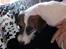 Parson russell terrier shaqy