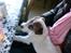 Parson russell terrier shaqy