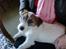 Parson russell terrier shaqy