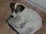 Parson russell terrier shaqy