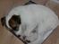 Parson russell terrier shaqy