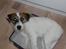 Parson russell terrier shaqy