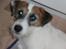 Parson russell terrier shaqy