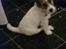 Parson russell terrier shaqy