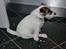 Parson russell terrier shaqy
