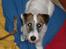 Parson russell terrier shaqy