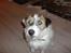 Parson russell terrier shaqy