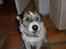 Parson russell terrier shaqy