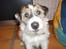 Parson russell terrier shaqy