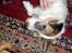 Parson russell terrier shaqy