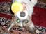 Parson russell terrier shaqy