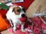 Parson russell terrier shaqy