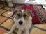 Parson russell terrier shaqy