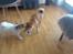 Parson russell terrier shaqy