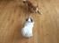 Parson russell terrier shaqy
