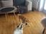 Parson russell terrier shaqy