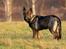 Schæferhund Jen-ager's Cantor aka Caos