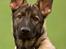 Schæferhund Jen-ager's Cantor aka Caos