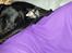 Blanding af racer Trixi (tidl hund)