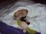 Tibetansk spaniel Gudrun  ("Sarchris Dina"- DKK stambog: