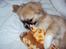 Tibetansk spaniel Gudrun  ("Sarchris Dina"- DKK stambog: