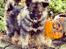 Finsk lapphund Kenzo - <3
