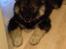 Finsk lapphund Kenzo - Min lille charmetrold på 9 uger - billedet er taget lige efter han kom til at tisse på gulvet, måske skammer han sig lidt :D