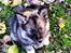 Finsk lapphund Kenzo - Min smukke hund <3 11 uger.