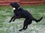 Blanding af racer Lucy