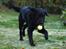 Blanding af racer Lucy