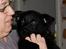 Schæferhund Jen-Ager's Una *Skygge* - Baby skygge og Mormor